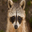 [%23◣_◢%23] Mad Racoon